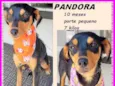 Pandora