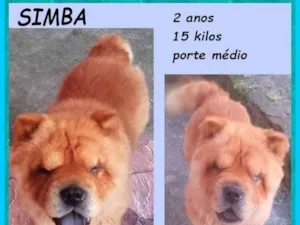 Cachorro raça Chow Chow idade 2 anos nome Simba