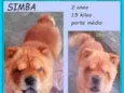 Simba