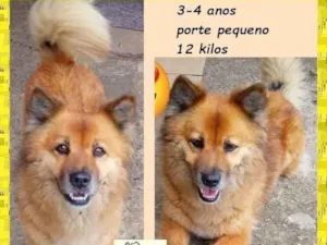 Cachorro raça SRD-ViraLata idade 3 anos nome Valentina