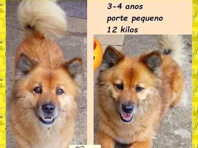 Cachorro ra a SRD-ViraLata idade 3 anos nome Valentina