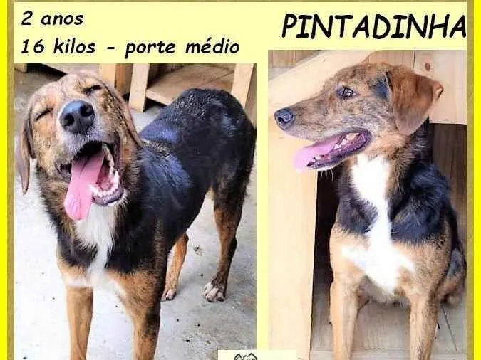 Cachorro ra a SRD-ViraLata idade 2 anos nome Pintadinha