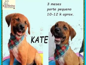 Cachorro raça SRD-ViraLata idade 2 a 6 meses nome Kate