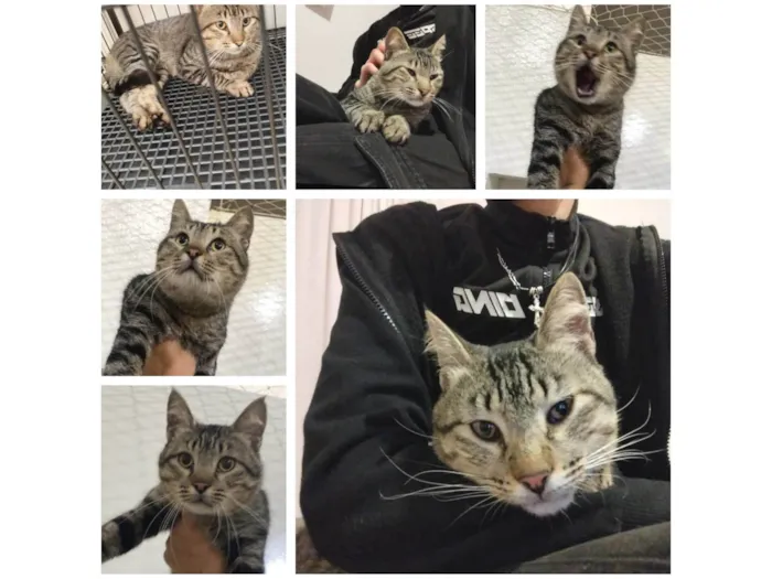 Gato ra a SRD-ViraLata idade 2 anos nome ozzy 