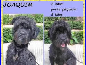 Cachorro raça SRD-ViraLata idade 2 anos nome Joaquim