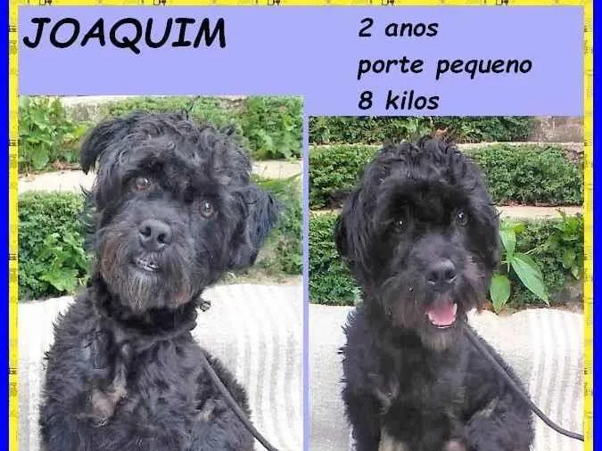 Cachorro ra a SRD-ViraLata idade 2 anos nome Joaquim