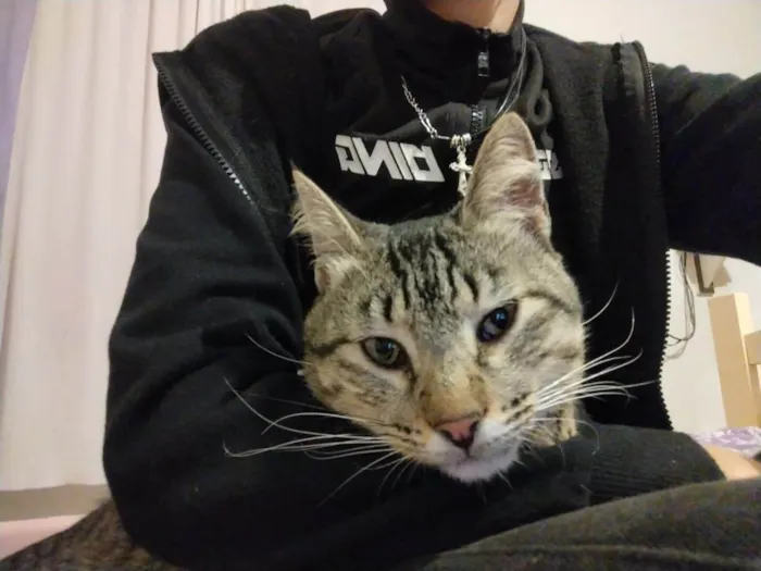 Gato ra a SRD-ViraLata idade 2 anos nome ozzy 