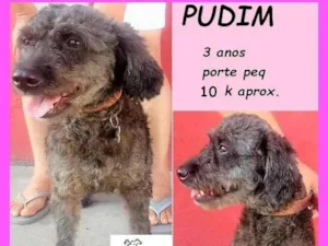 Cachorro raça SRD-ViraLata idade 3 anos nome Pudim