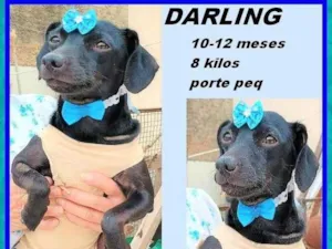 Cachorro raça SRD-ViraLata idade 7 a 11 meses nome Darling