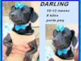 Darling