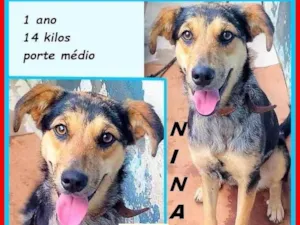 Cachorro raça SRD-ViraLata idade 1 ano nome Nina