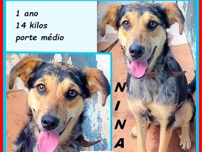 Cachorro ra a SRD-ViraLata idade 1 ano nome Nina