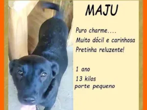 Cachorro raça SRD-ViraLata idade 1 ano nome Maju