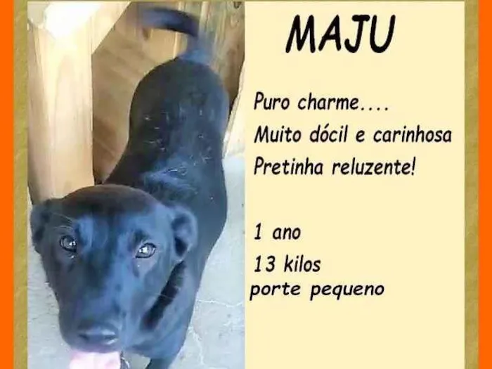 Cachorro ra a SRD-ViraLata idade 1 ano nome Maju