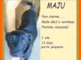 Maju