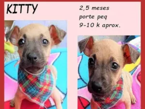 Cachorro raça SRD-ViraLata idade 2 a 6 meses nome Kitty