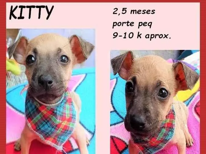 Cachorro ra a SRD-ViraLata idade 2 a 6 meses nome Kitty