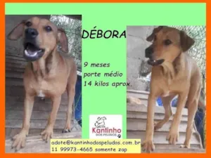 Cachorro raça SRD-ViraLata idade 7 a 11 meses nome Debora