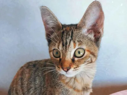 Cachorro raça SRD-ViraLata idade 2 a 6 meses nome Selene