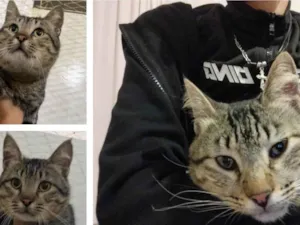 Gato raça SRD-ViraLata idade 2 anos nome ozzy 