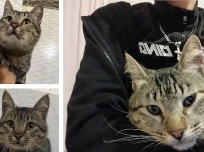 Gato raça SRD-ViraLata idade 2 anos nome ozzy 