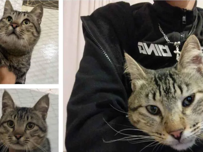 Gato ra a SRD-ViraLata idade 2 anos nome ozzy 
