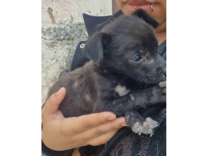 Cachorro ra a SRD-ViraLata idade Abaixo de 2 meses nome Blackinho