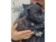 Blackinho