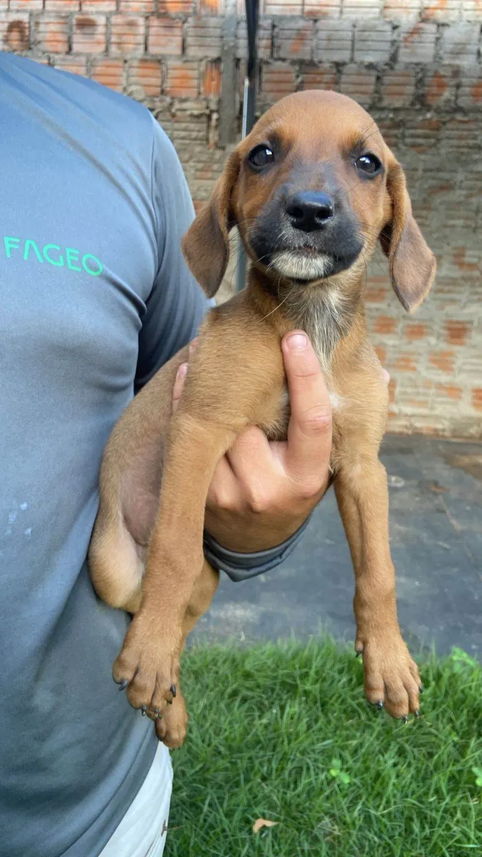 Cachorro ra a SRD-ViraLata idade Abaixo de 2 meses nome Sem Nome