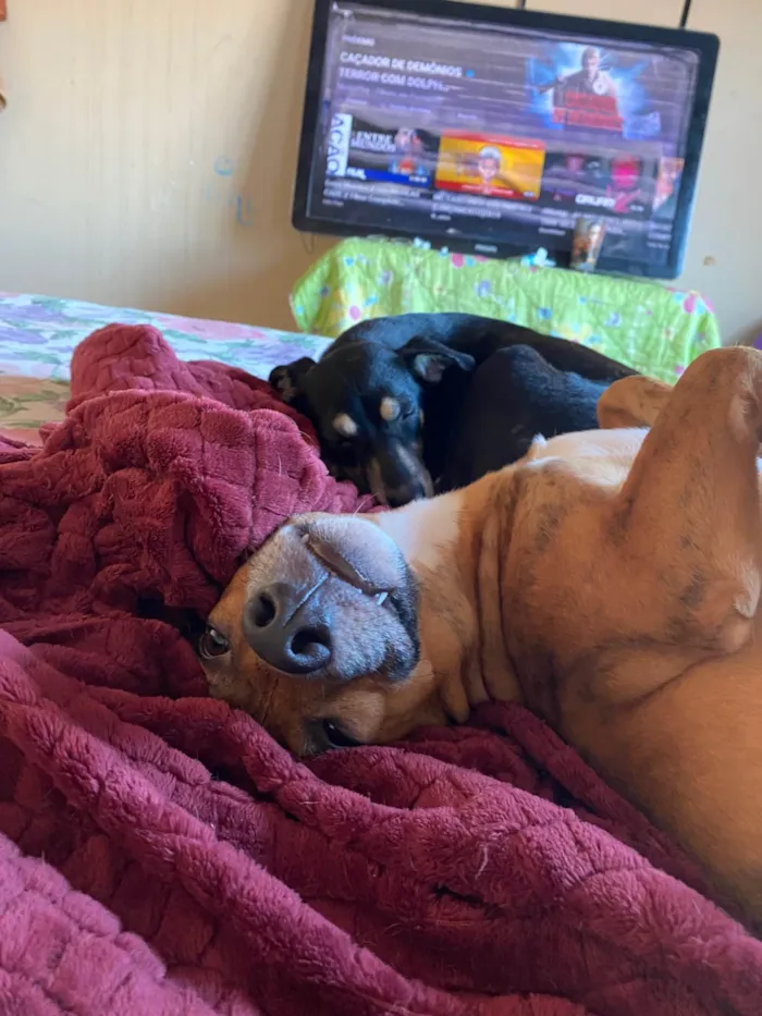 Cachorro ra a SRD-ViraLata idade 7 a 11 meses nome Kemilly izadora 