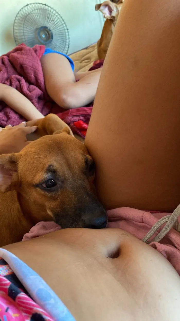 Cachorro ra a SRD-ViraLata idade 7 a 11 meses nome Kemilly izadora 