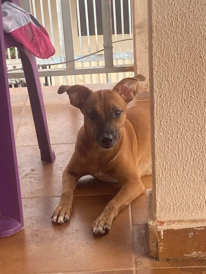 Cachorro ra a SRD-ViraLata idade 7 a 11 meses nome Kemilly izadora 