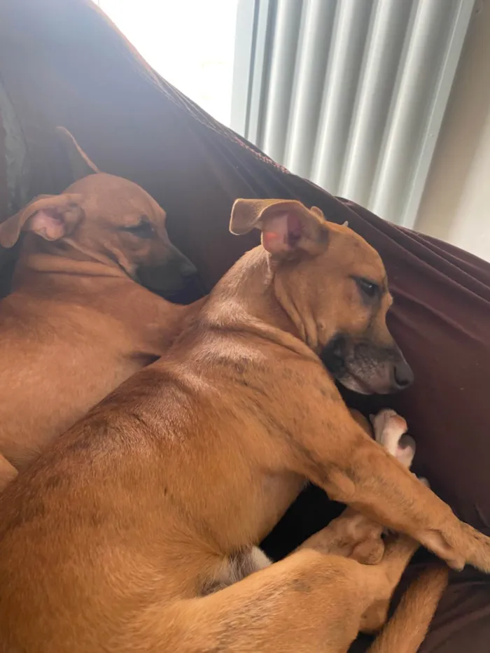 Cachorro ra a SRD-ViraLata idade 7 a 11 meses nome Kemilly izadora 