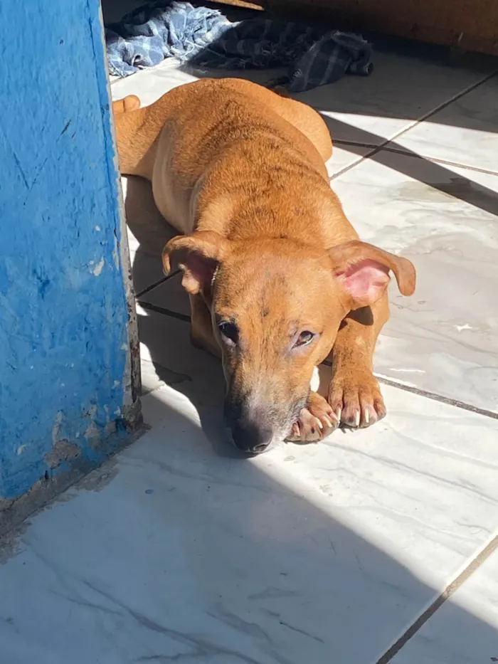 Cachorro ra a SRD-ViraLata idade 7 a 11 meses nome Kemilly izadora 