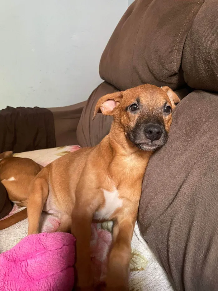 Cachorro ra a SRD-ViraLata idade 7 a 11 meses nome Kemilly izadora 