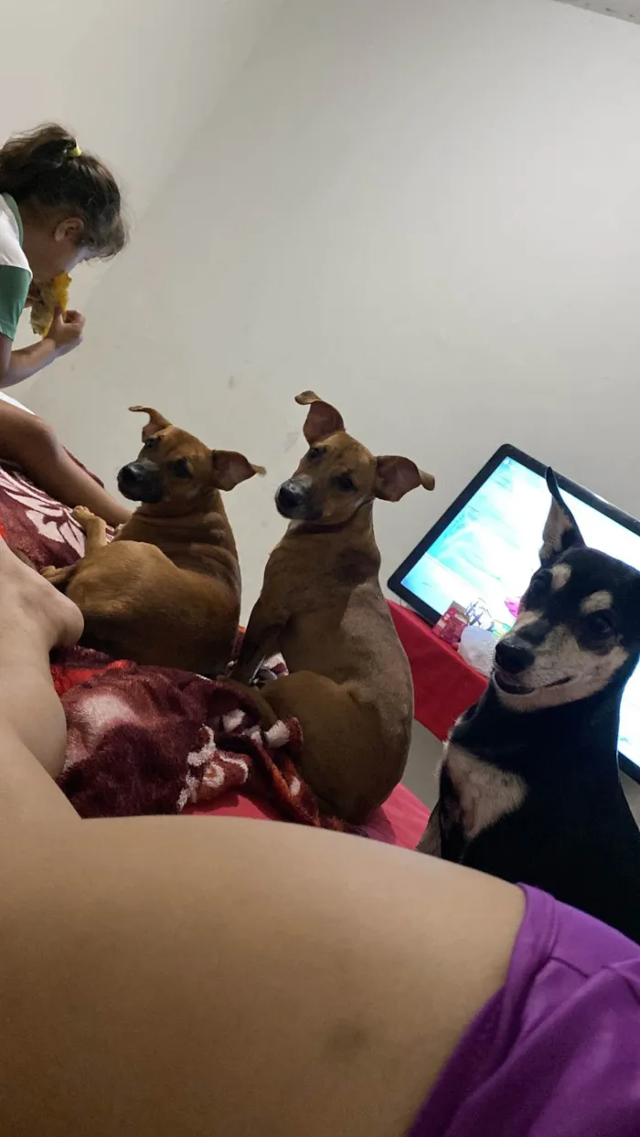 Cachorro ra a SRD-ViraLata idade 7 a 11 meses nome Kemilly izadora 