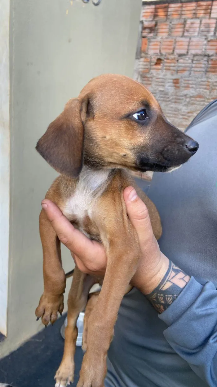 Cachorro ra a SRD-ViraLata idade Abaixo de 2 meses nome Sem Nome ainda