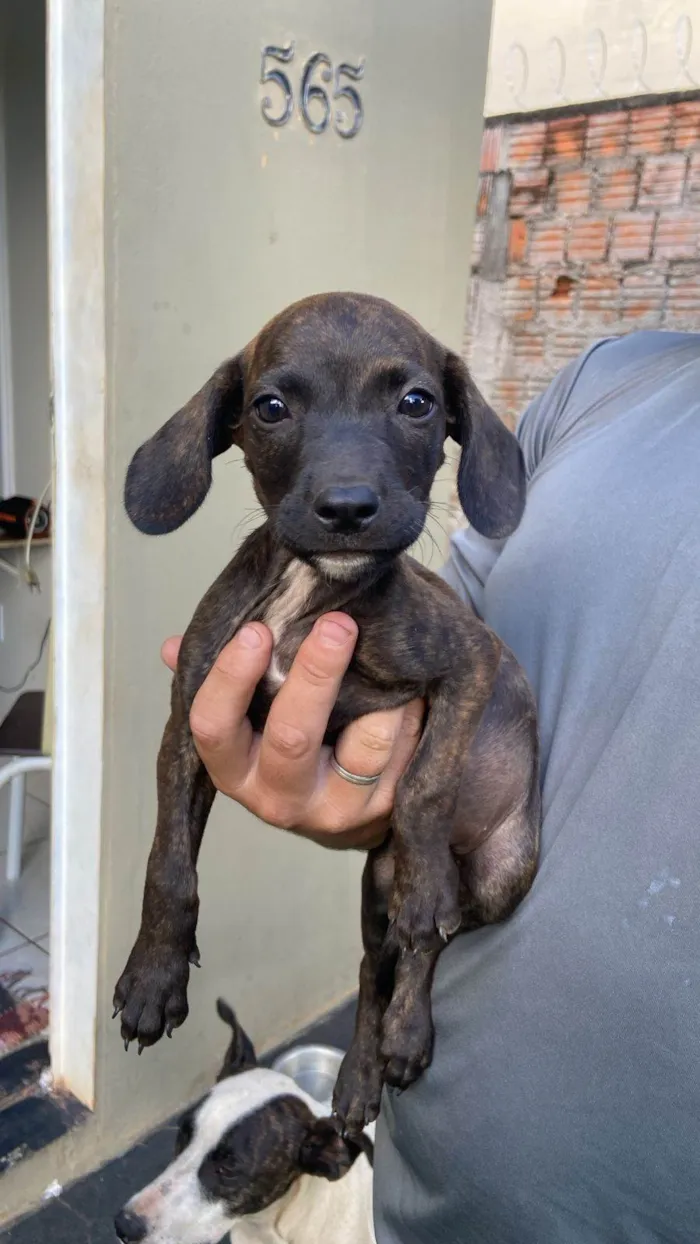 Cachorro ra a SRD-ViraLata idade Abaixo de 2 meses nome Sem Nome aindaa 
