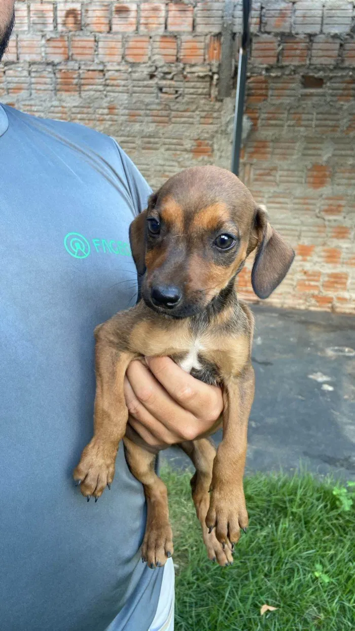 Cachorro ra a SRD-ViraLata idade Abaixo de 2 meses nome Não  tem nome