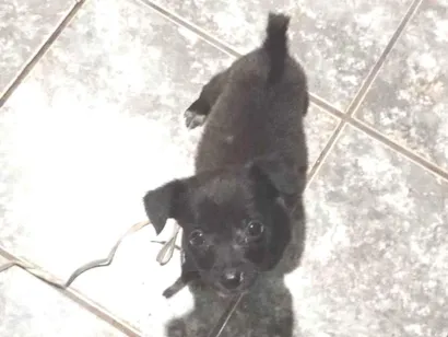 Cachorro raça SRD-ViraLata idade Abaixo de 2 meses nome Blackinho