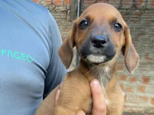 Cachorro raça SRD-ViraLata idade Abaixo de 2 meses nome Sem Nome