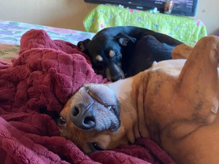 Cachorro ra a SRD-ViraLata idade 7 a 11 meses nome Kemilly izadora 