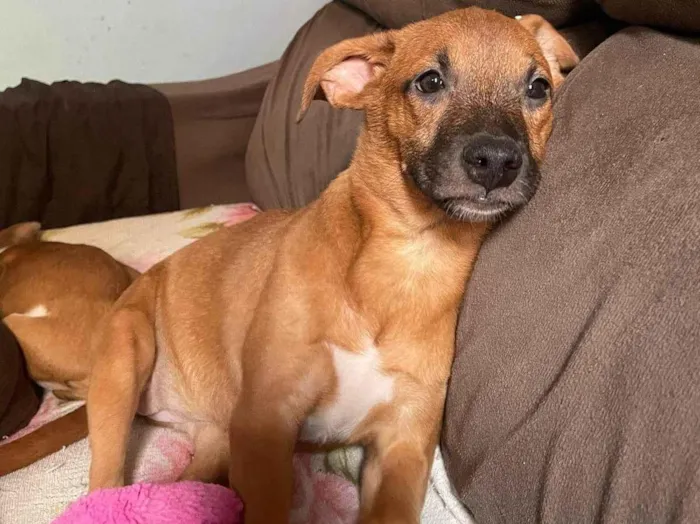 Cachorro ra a SRD-ViraLata idade 7 a 11 meses nome Kemilly izadora 