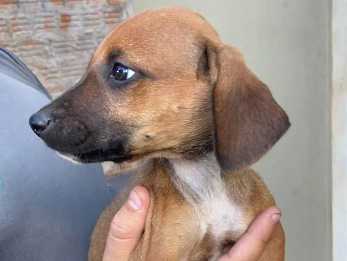 Cachorro ra a SRD-ViraLata idade Abaixo de 2 meses nome Sem Nome ainda