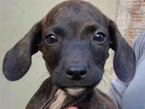 Cachorro raça SRD-ViraLata idade Abaixo de 2 meses nome Sem Nome aindaa 