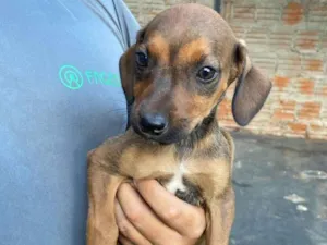 Cachorro raça SRD-ViraLata idade Abaixo de 2 meses nome Não  tem nome