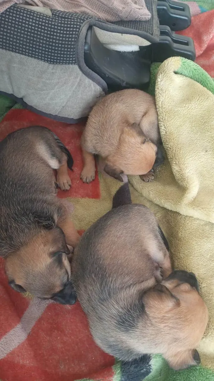 Cachorro ra a SRD-ViraLata idade Abaixo de 2 meses nome Filhote da linda 