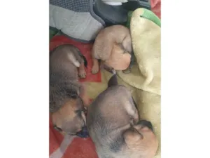Cachorro raça SRD-ViraLata idade Abaixo de 2 meses nome Filhote da linda 