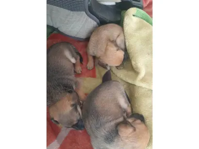 Cachorro raça SRD-ViraLata idade Abaixo de 2 meses nome Filhote da linda 