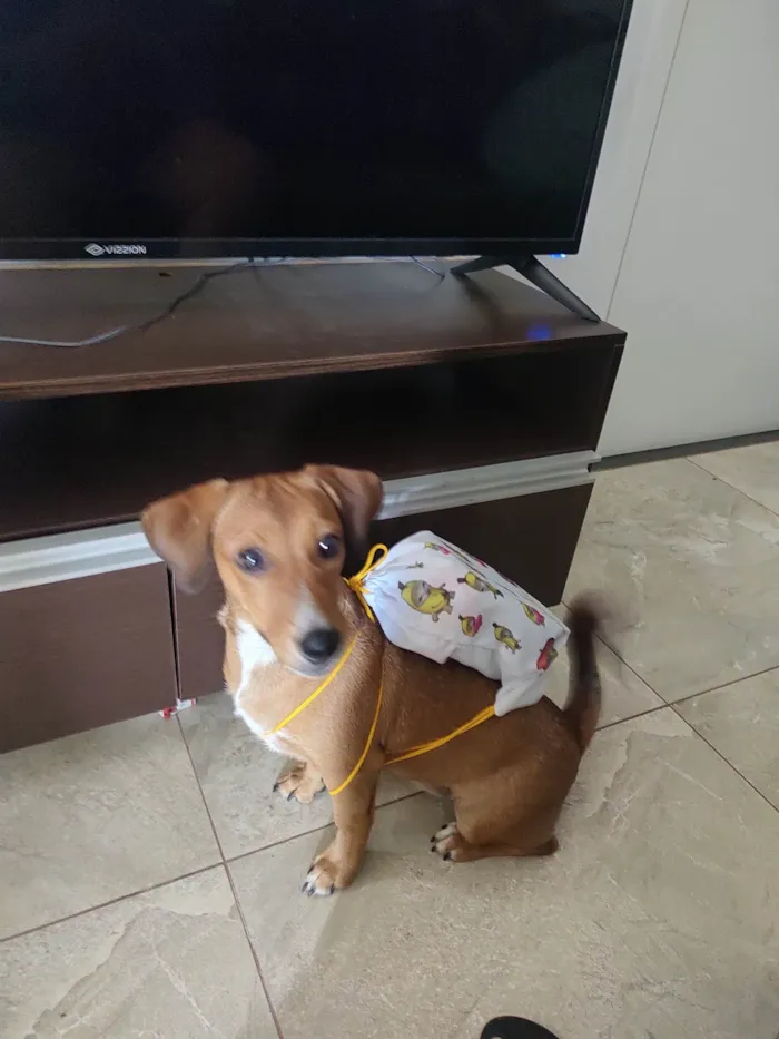 Cachorro ra a SRD-ViraLata idade 7 a 11 meses nome cacau
